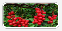 Schizandra