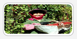 Schizandra