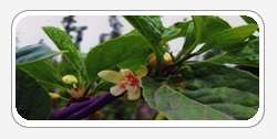 Schizandra