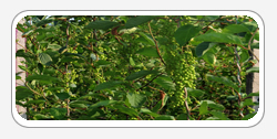 Schizandra
