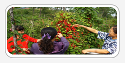 Schizandra