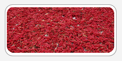 Schizandra